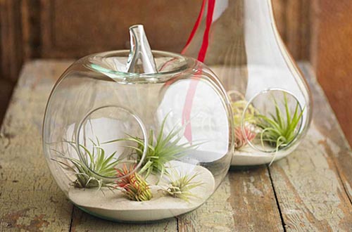 水果造型玻璃透明花盆 