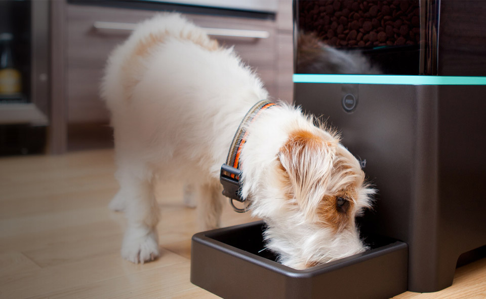 PETNET 智能宠物喂食器（Smart feeder）