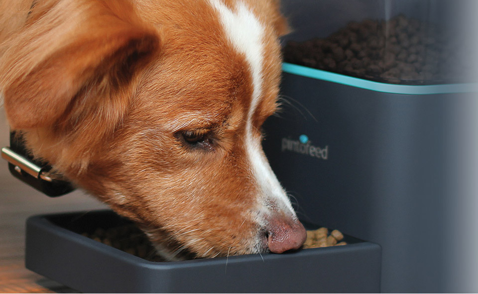 PETNET 智能宠物喂食器（Smart feeder）