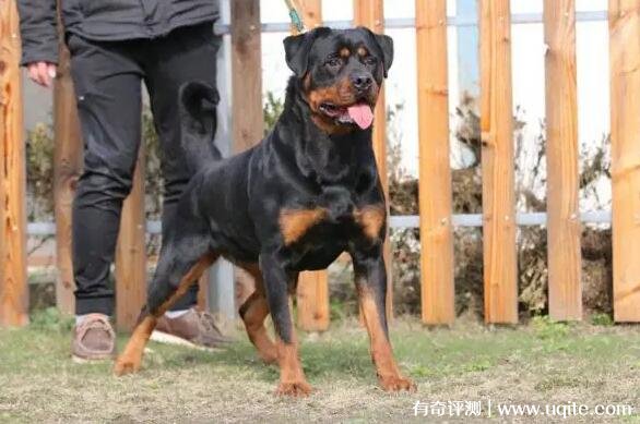 罗威纳犬市场价多少钱图片