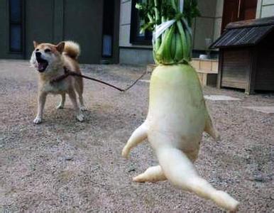 奔跑的萝卜