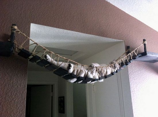 猫咪吊床