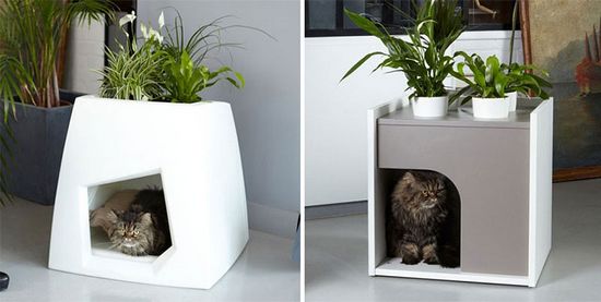 猫咪盆栽