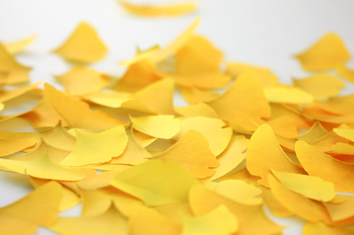 银杏便笺纸/书签（leaf-it gingko）图二